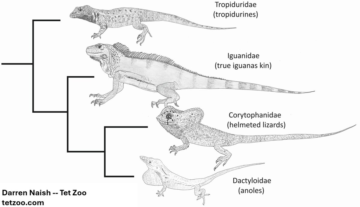 TetZoo's tweet image. Treerunners at Tet Zoo -- a very special group.... tetzoo.com/blog/2026/3/24… #reptiles #herpetology #squamates