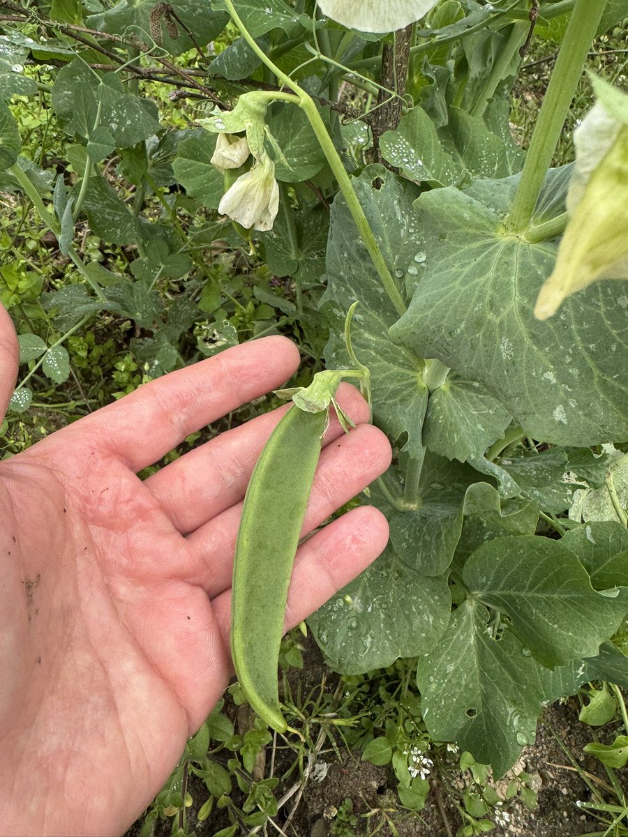 Fatih Çolak tweet media