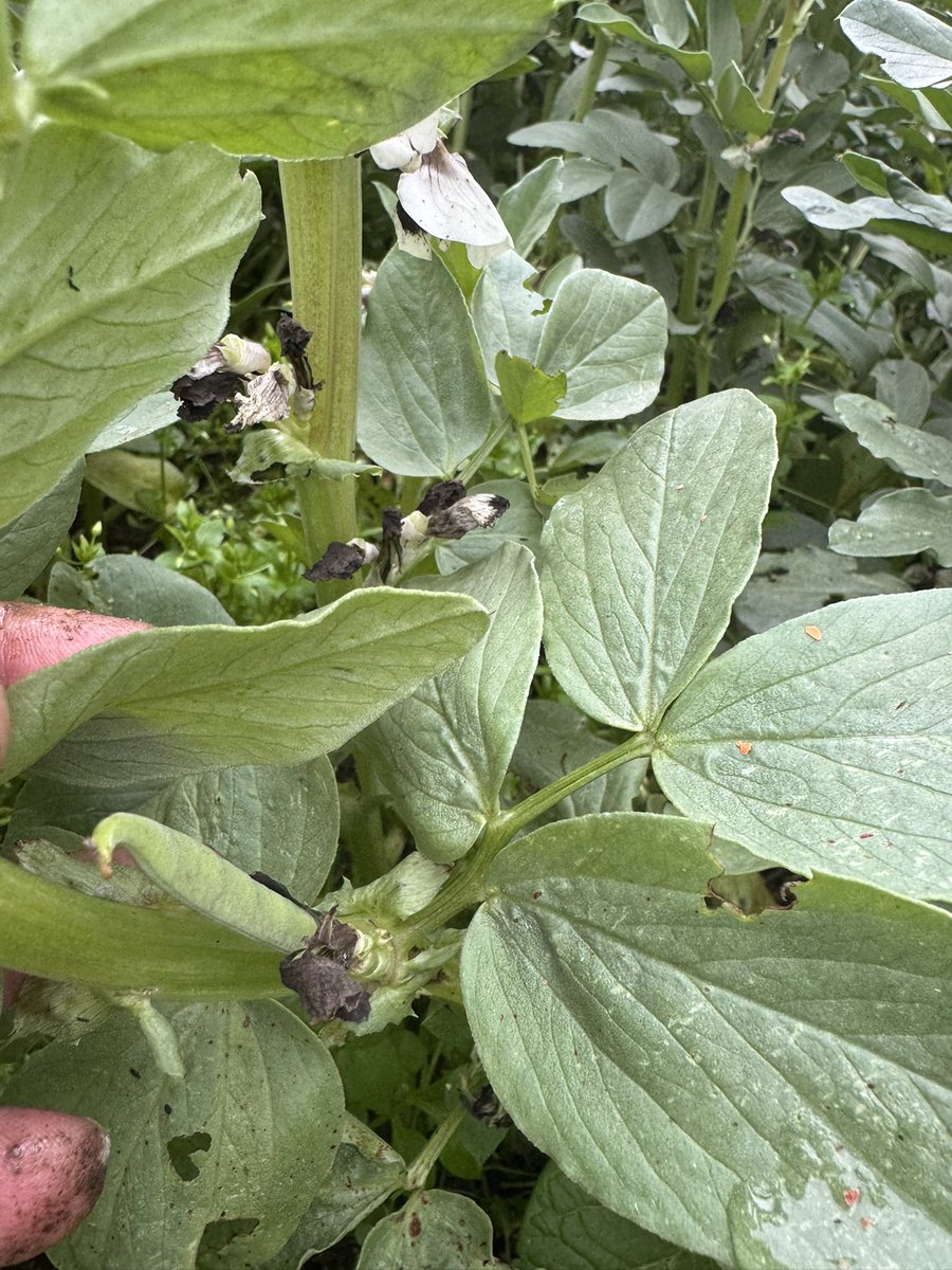 Fatih Çolak tweet media