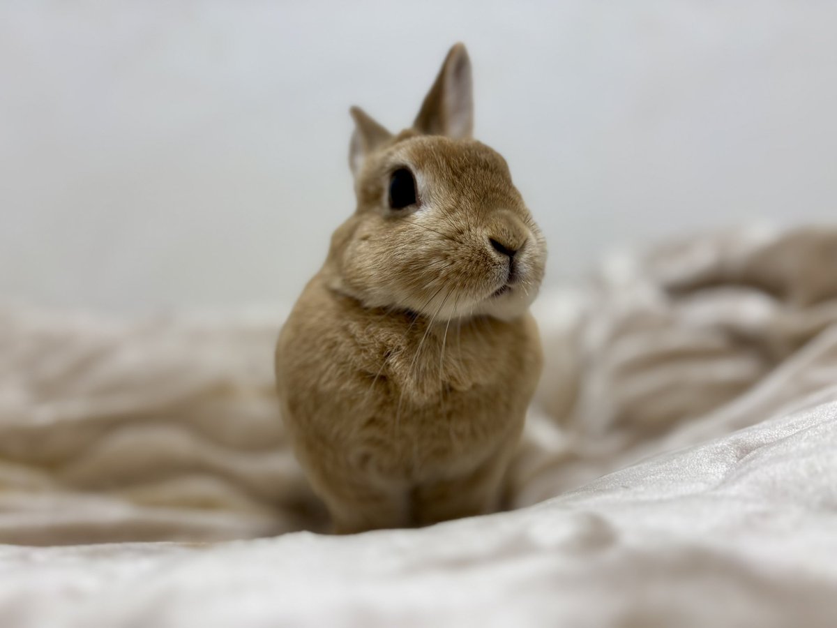 ごま🐰(飼い主:あるじ) tweet media