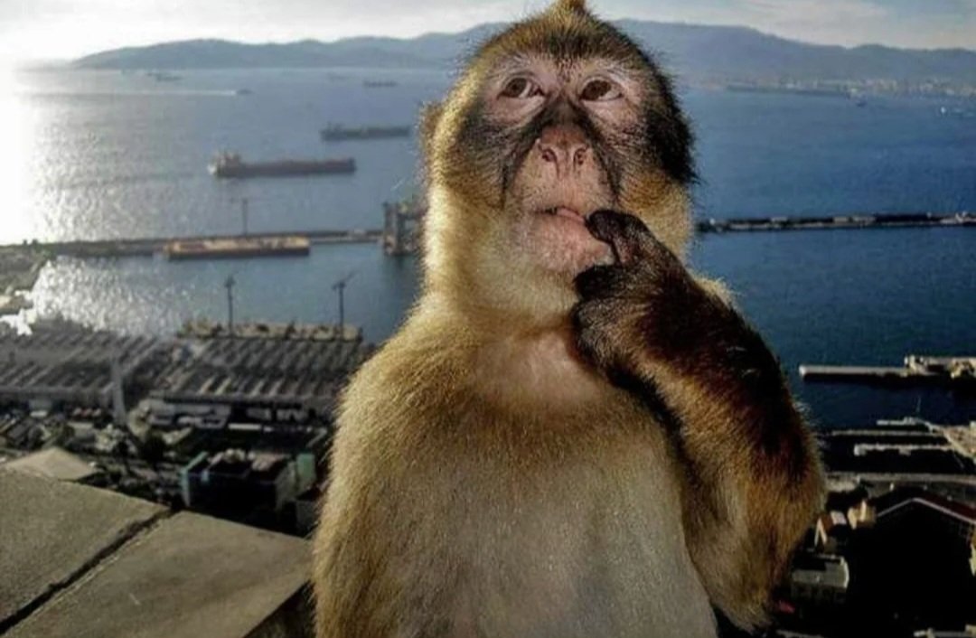 🔞Bee, aka Lyra tweet media