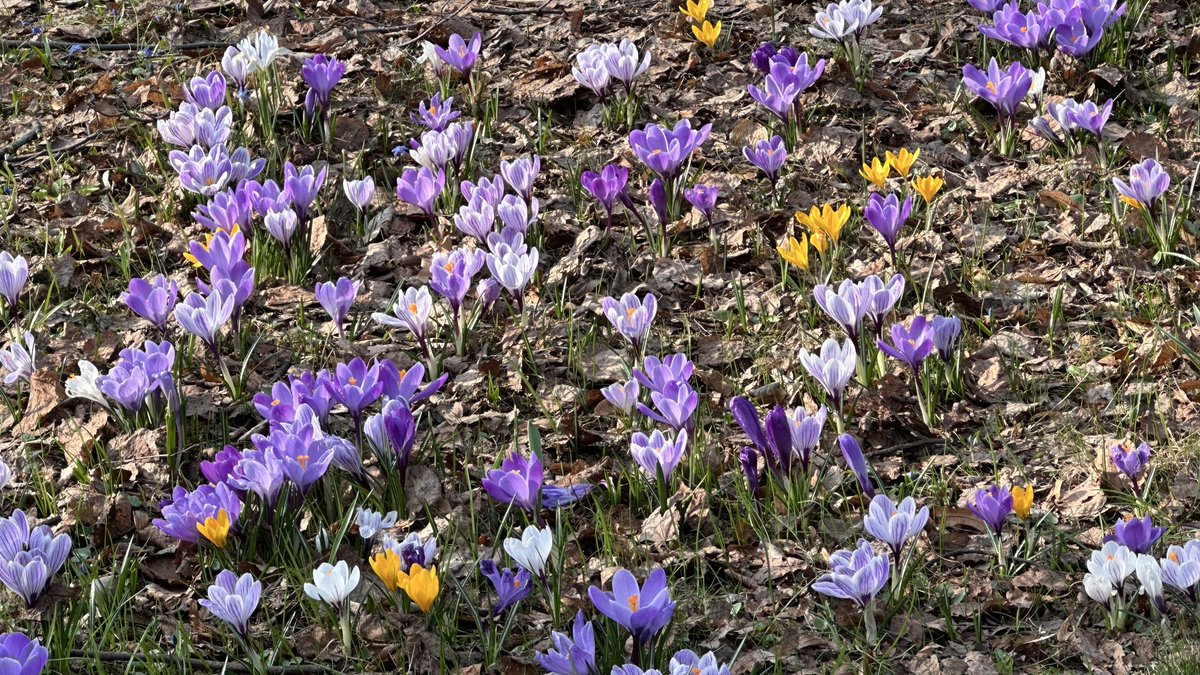 Revolution can wait - stop and smell the flowers
