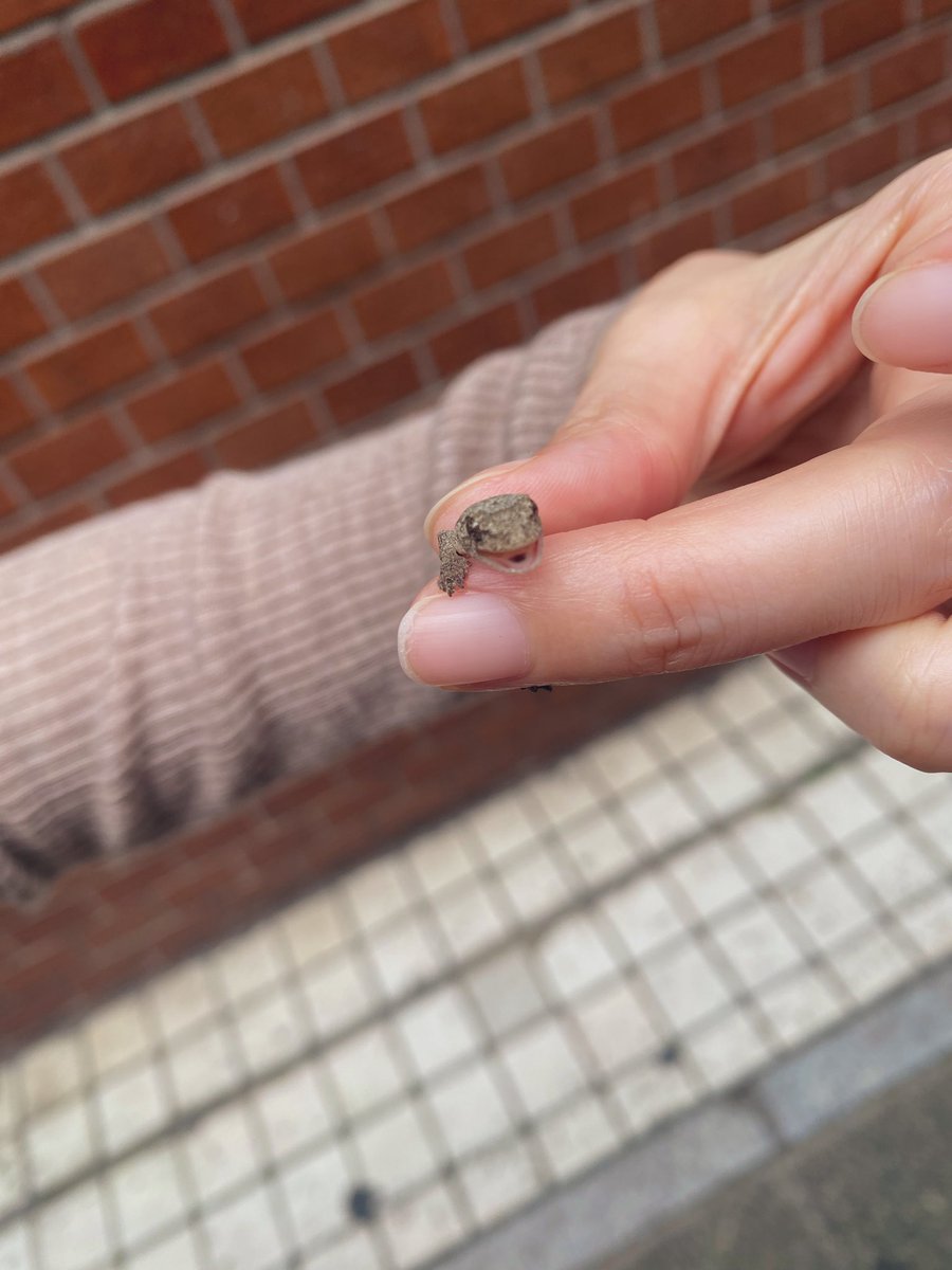 kevin20220401's tweet photo. 歩道を甲州街道に向かって一直線に歩いてたヤモリ🦎

捕獲して離れた反対側の草木のある方へ🦎

お水飲んでくれたかは謎🦎 https://t.co/wy0Dg9GSpT