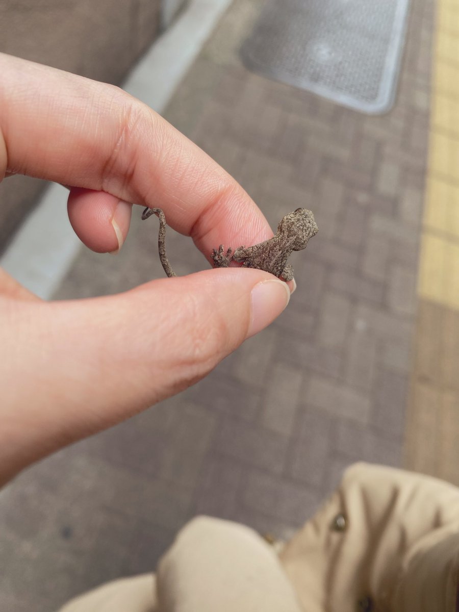 kevin20220401's tweet photo. 歩道を甲州街道に向かって一直線に歩いてたヤモリ🦎

捕獲して離れた反対側の草木のある方へ🦎

お水飲んでくれたかは謎🦎 https://t.co/wy0Dg9GSpT