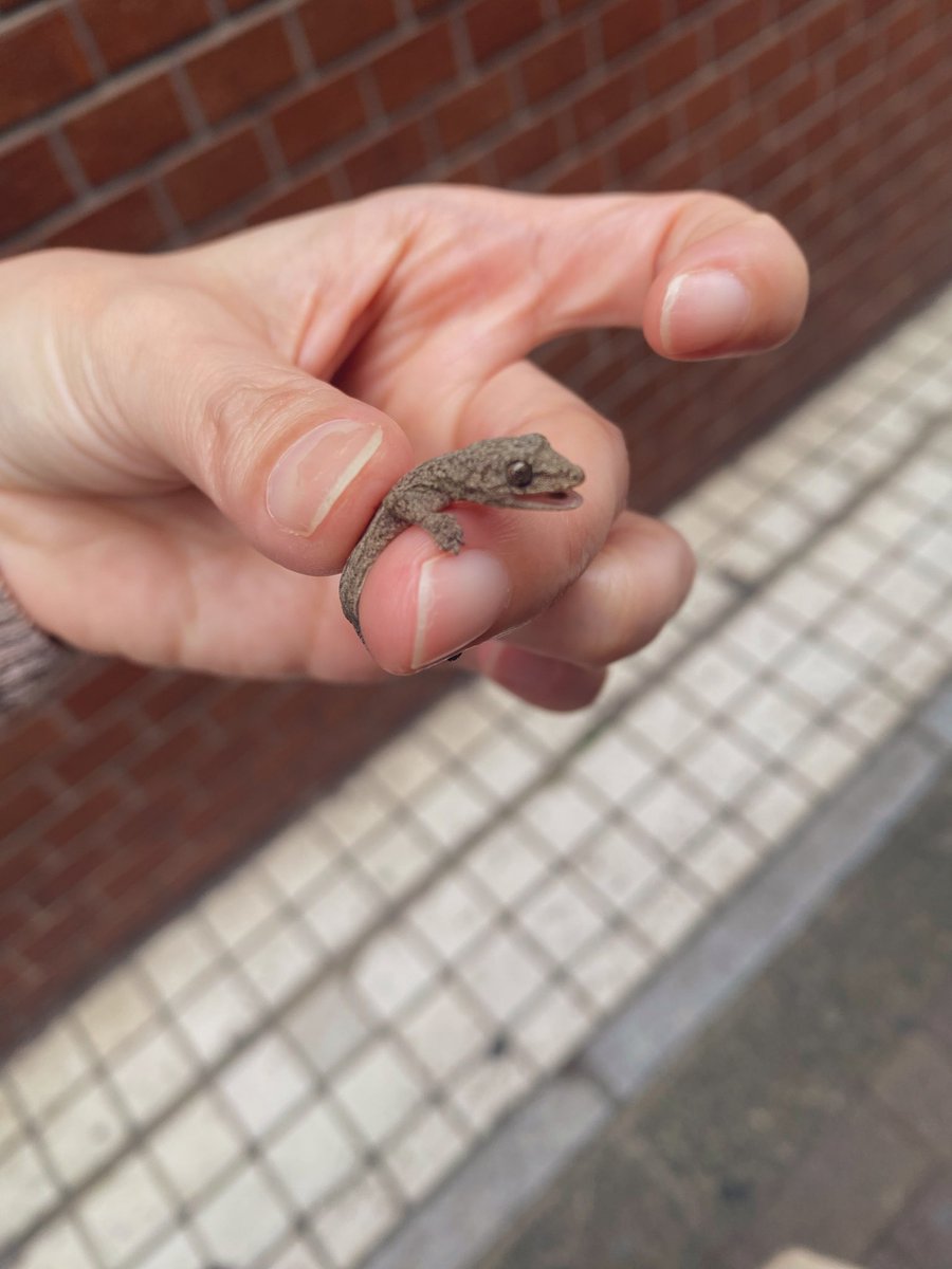 kevin20220401's tweet photo. 歩道を甲州街道に向かって一直線に歩いてたヤモリ🦎

捕獲して離れた反対側の草木のある方へ🦎

お水飲んでくれたかは謎🦎 https://t.co/wy0Dg9GSpT