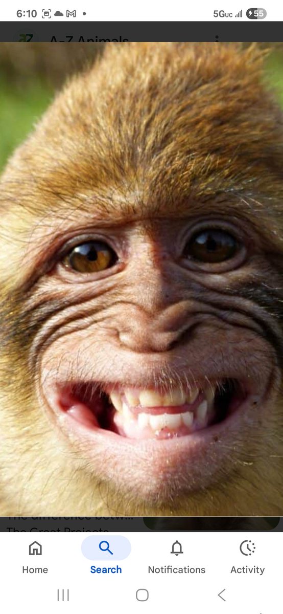 I HATE BLACKS 702 tweet media