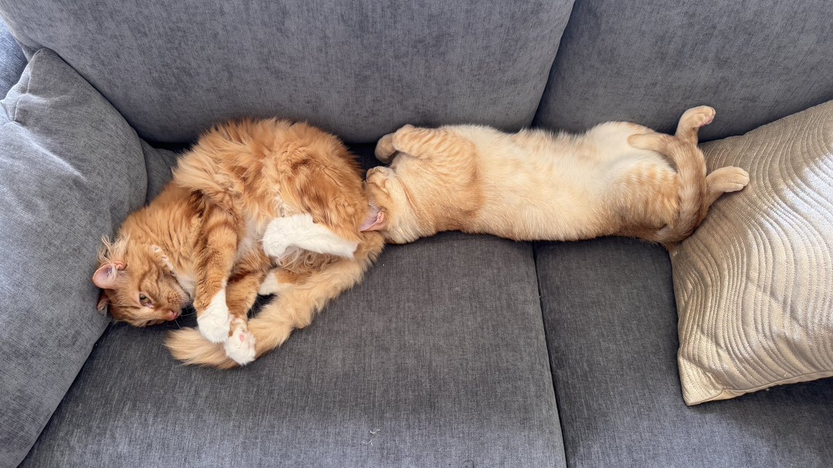 nonpedophile tweet media