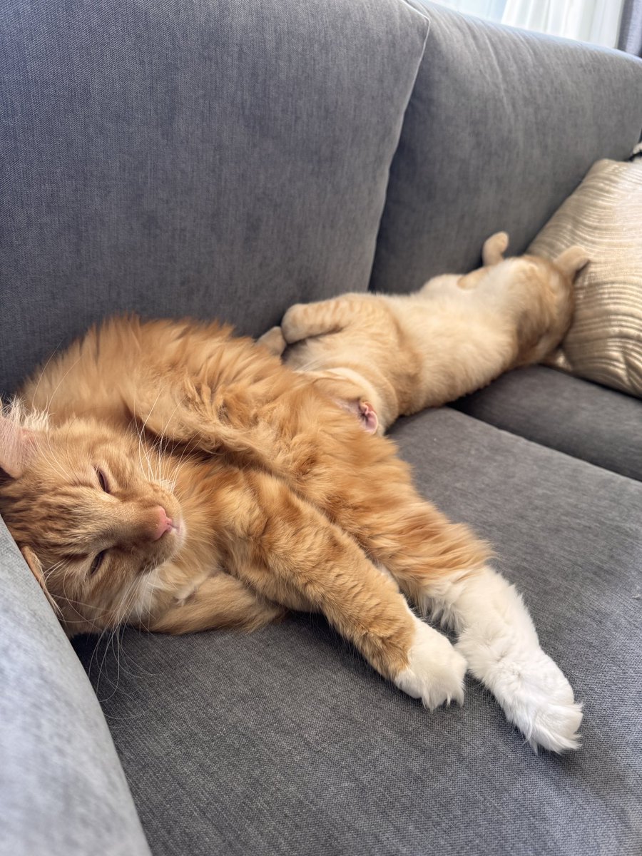 nonpedophile tweet media