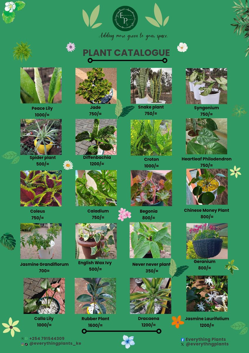 IAmWahuKariuki's tweet photo. Hello plant lovers 🪴

Do you know about @everythngplants ? 😃 https://t.co/OofZvkz1cx