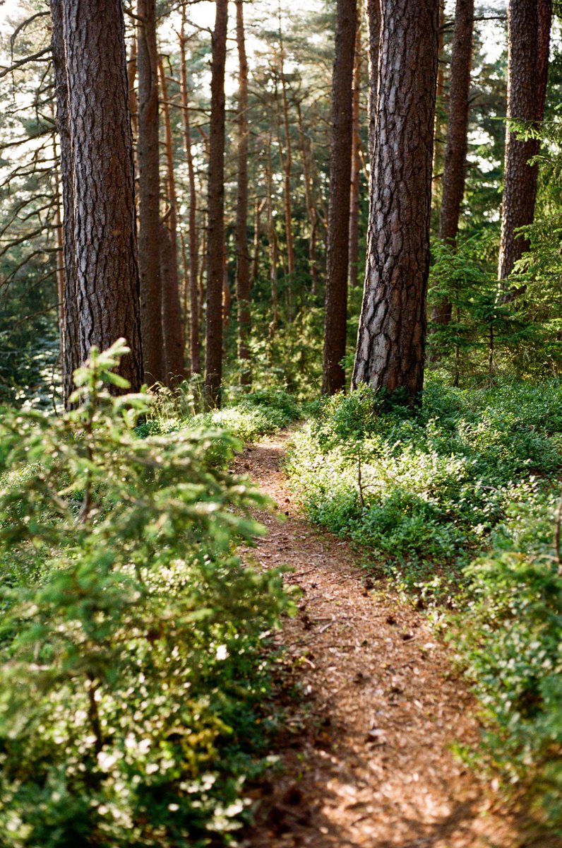 ChromoMomo tweet media