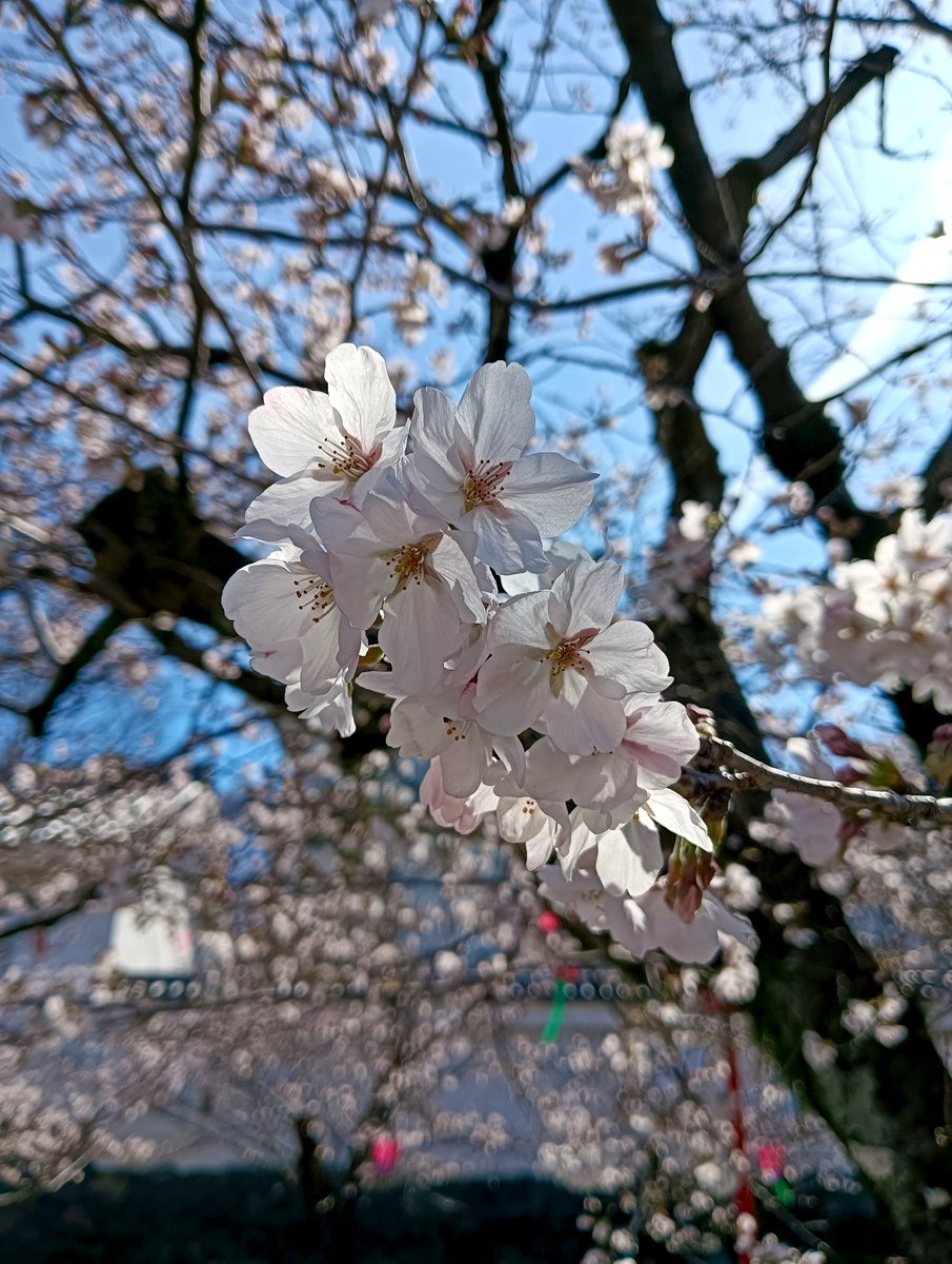 お お が き (仮) お い で よ ⛲ tweet media