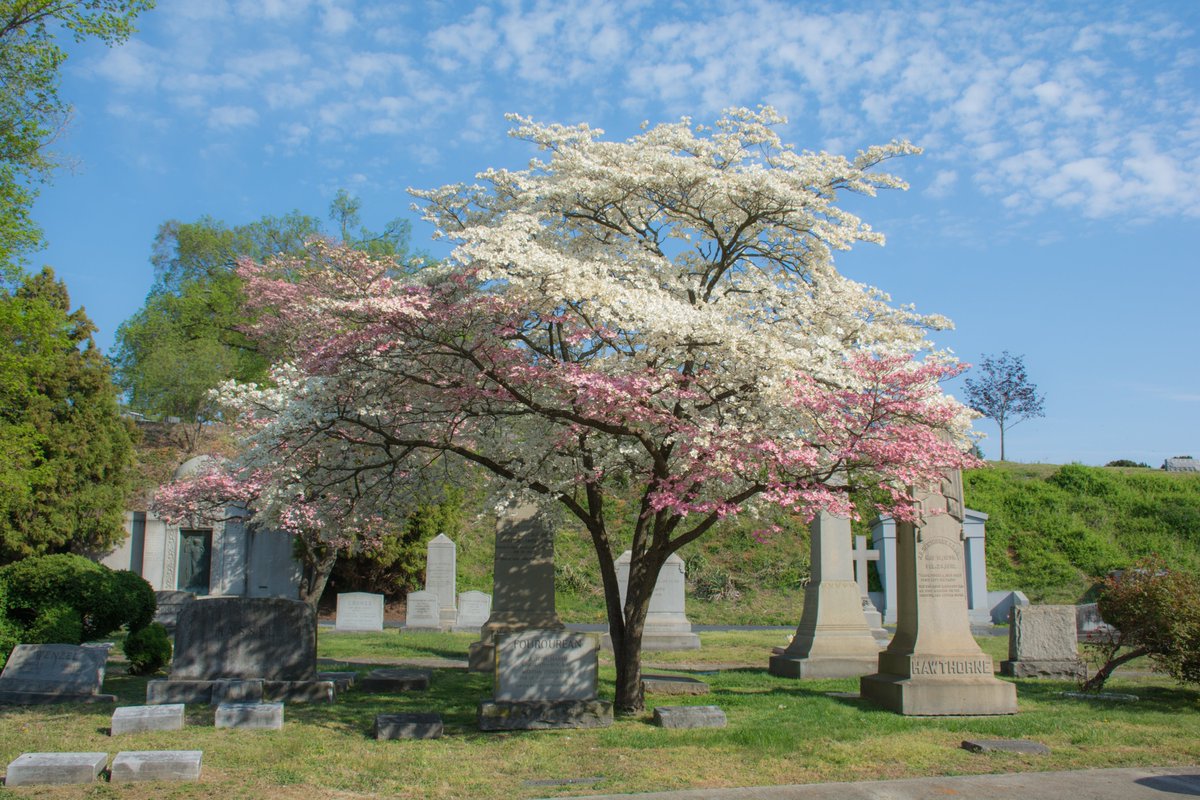 Hollywood Cemetery tweet media