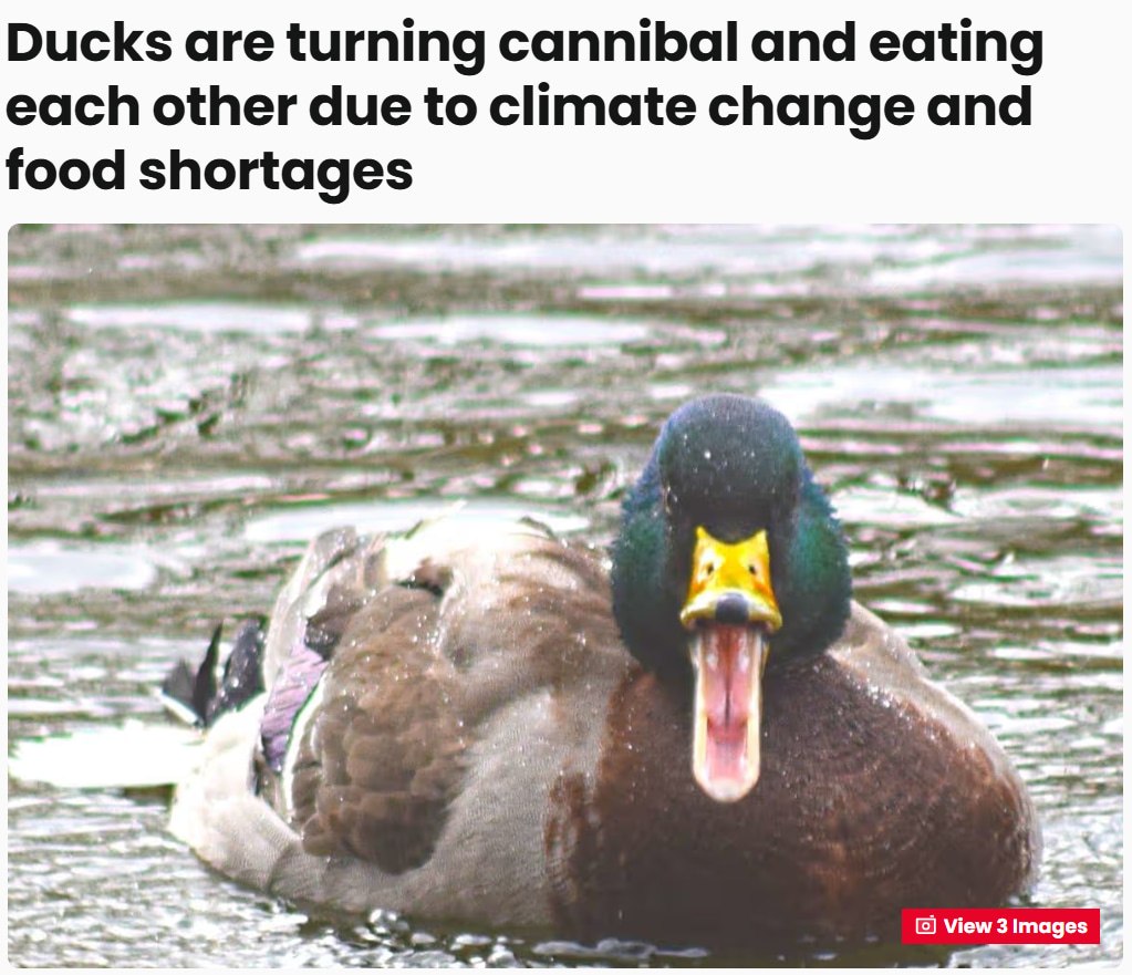 😳 Ducks are starting to eat each other as climate change drives food shortages — Daily Star

Scientists are sounding the alarm: ducks have been observed attacking and eating other birds’ chicks — and these are no longer isolated cases. One such incident was recorded in New