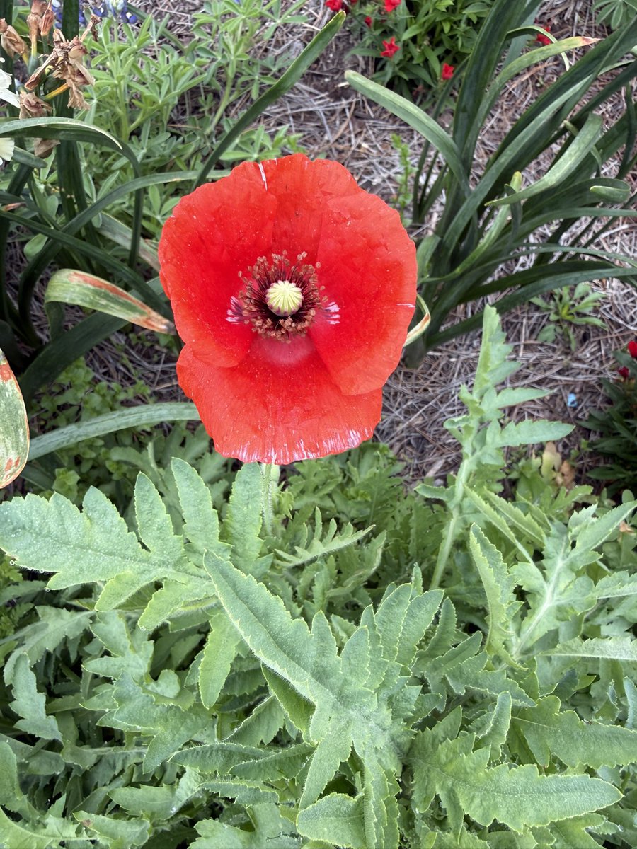 Kara Wolf tweet media