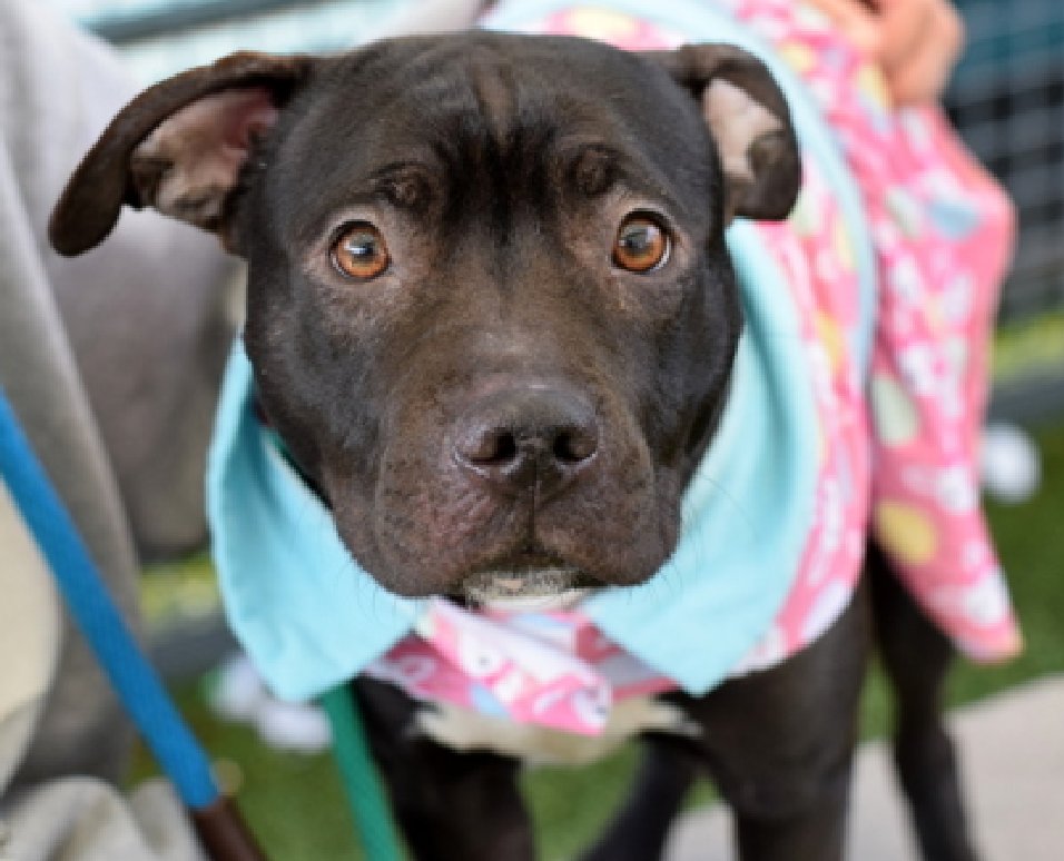 NMBewitched's tweet image. #AdoptionReturn
Elektra🔥💔 
nycacc.app/#/browse/249223 
#AdoptMe 

We have no new notes😩
ACC did finally take her outside 
She is so sad &amp;amp; confused😭

We know from #Volunteers she is very sweet 
Help Elektra!