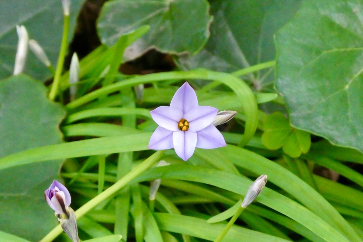 ダニエル コフリン tweet media