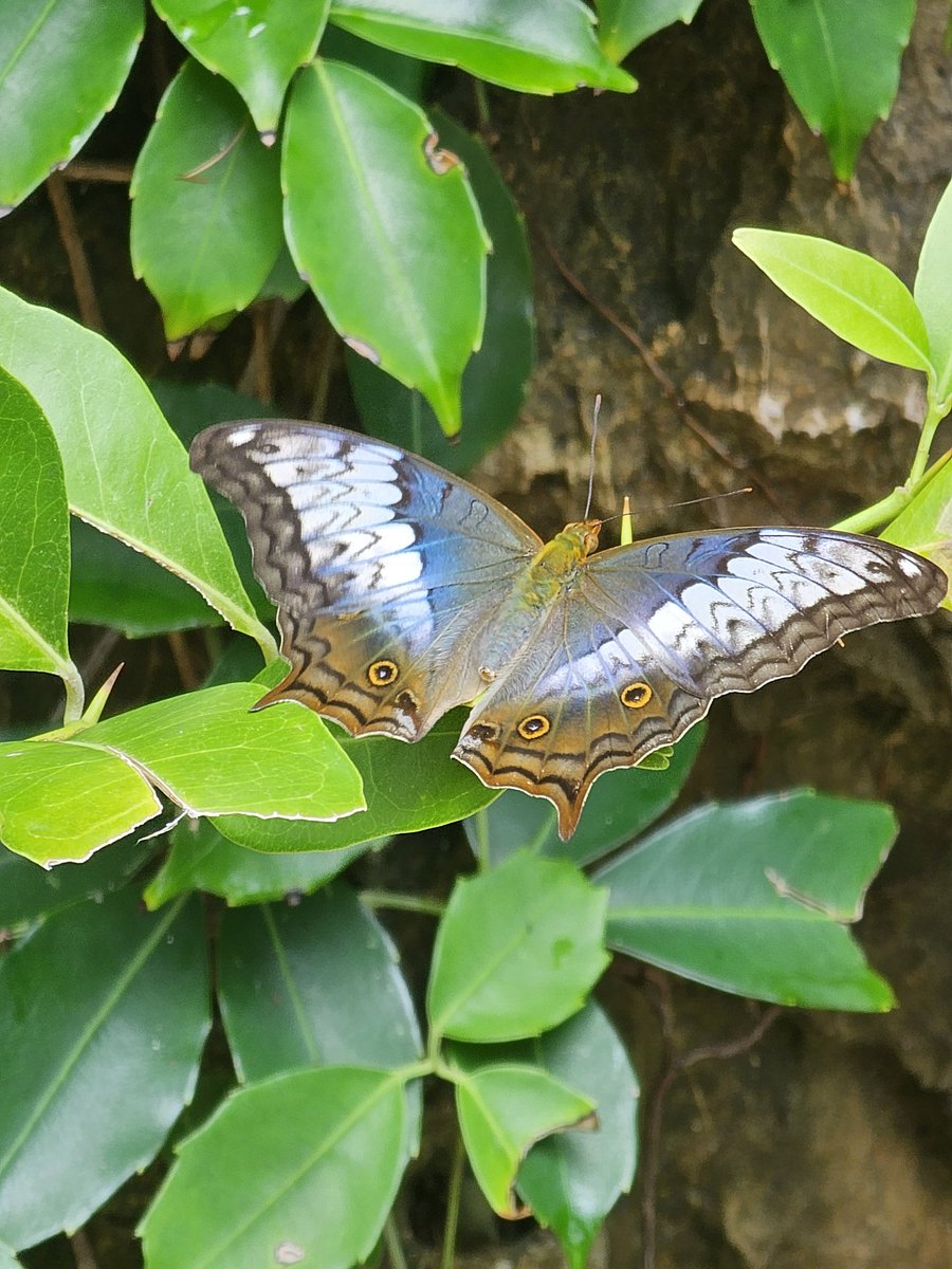 ♏ Just Nasser..1976 tweet media