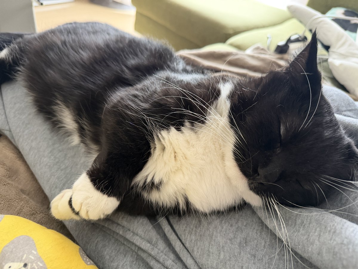 I'm Uni :3 tweet media