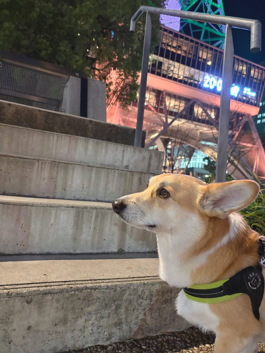 はんぺん tweet media