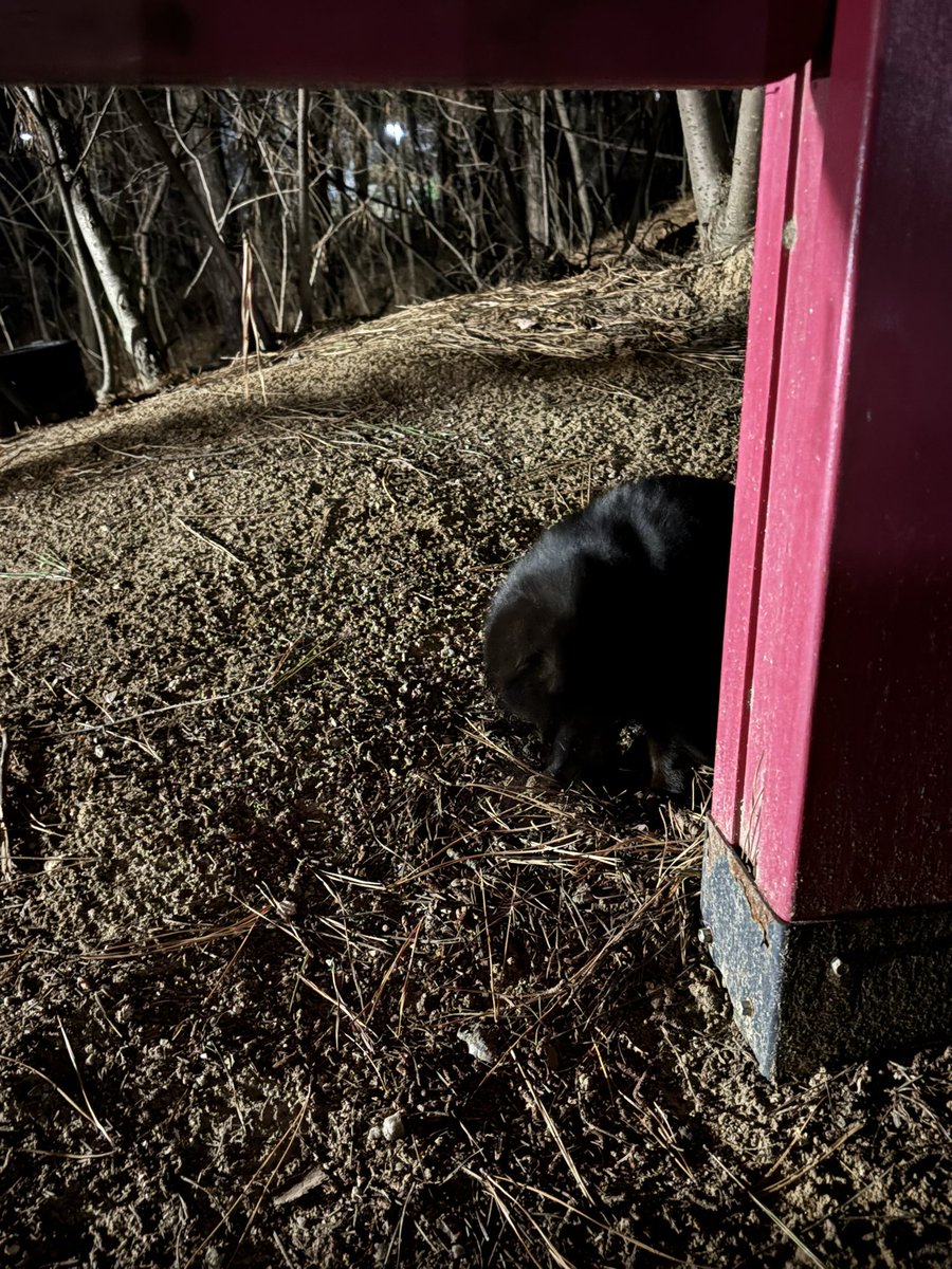 아쟈졜리🌸🦔 tweet media