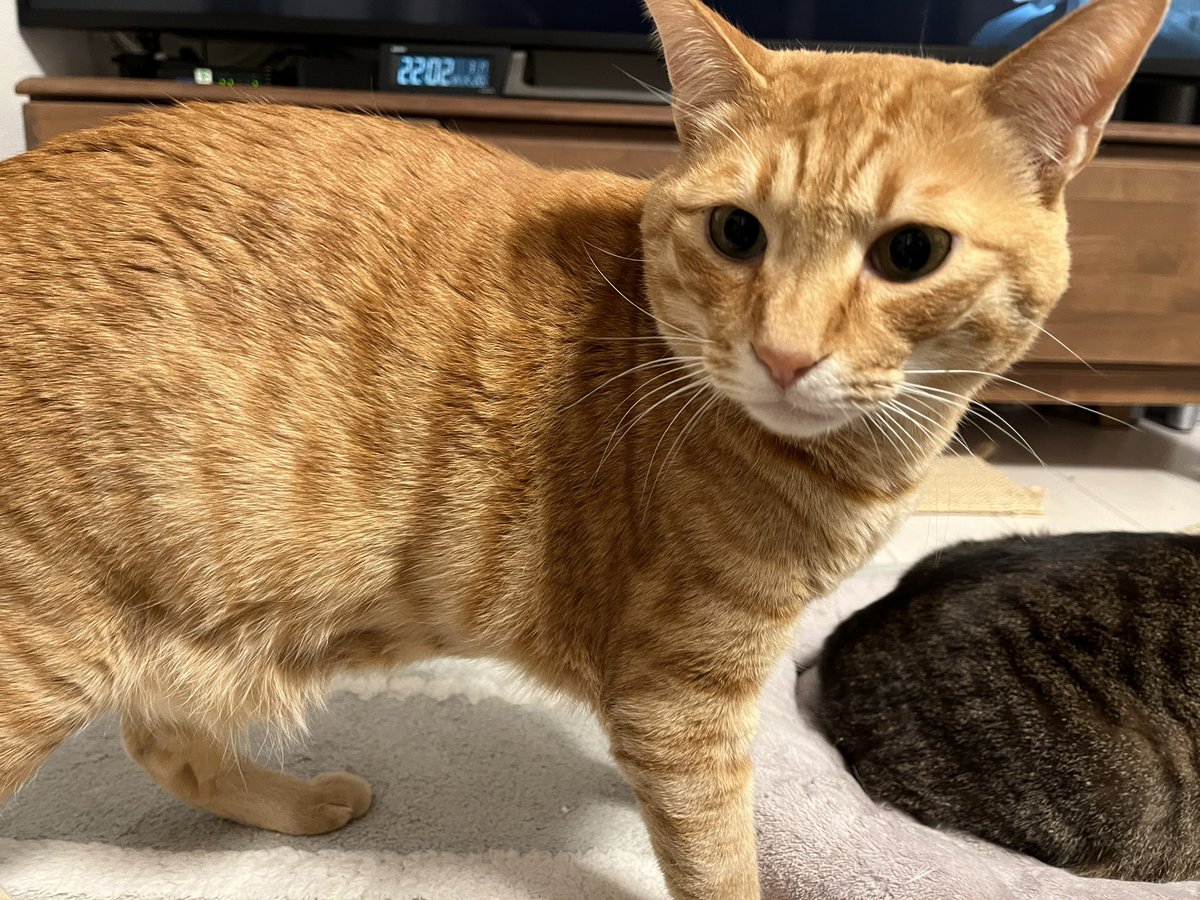 えりねこ🐱 tweet media