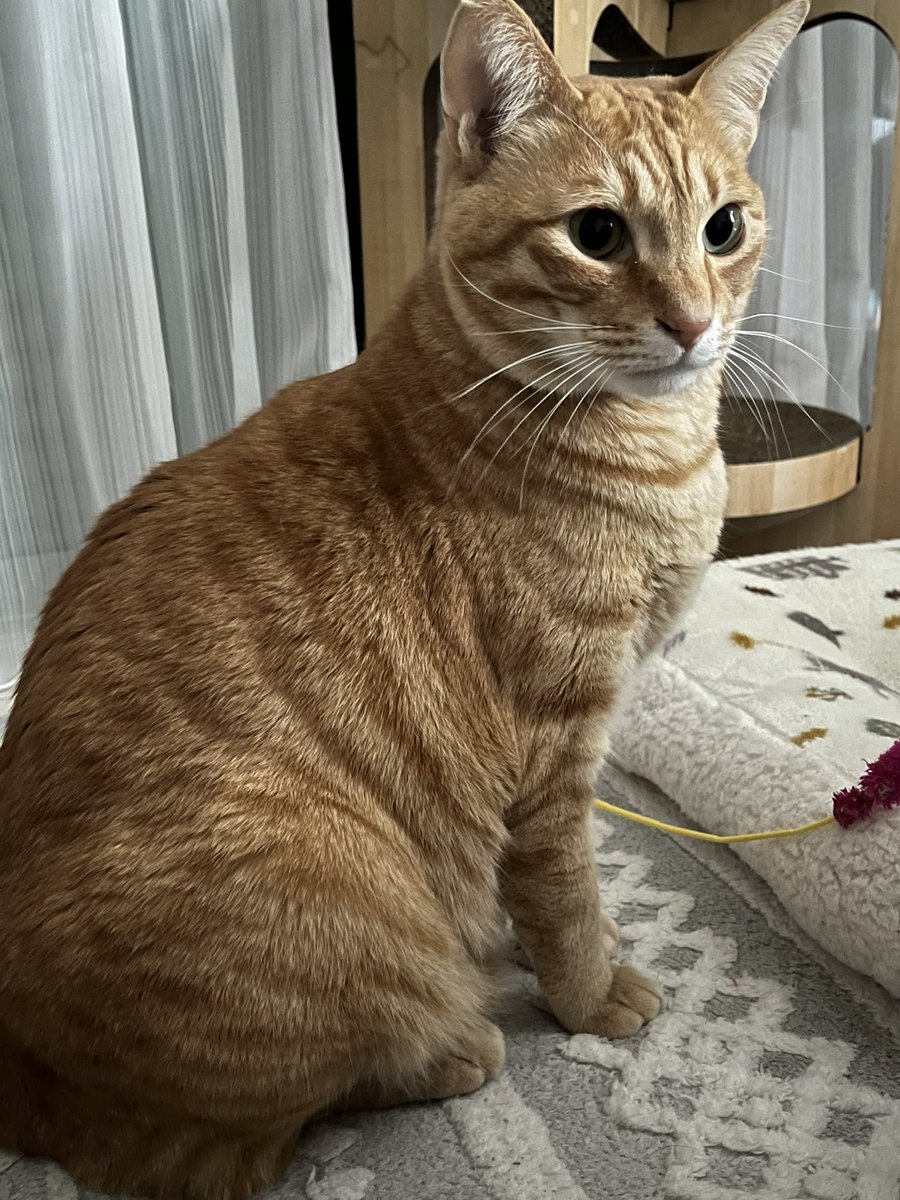 えりねこ🐱 tweet media