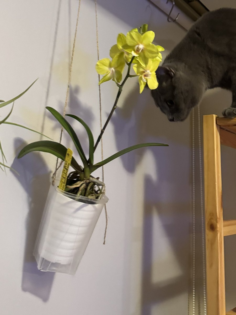 ブリオくんは猫なのさ tweet media