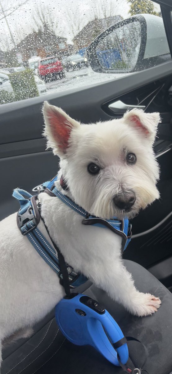 Albert the westie tweet media