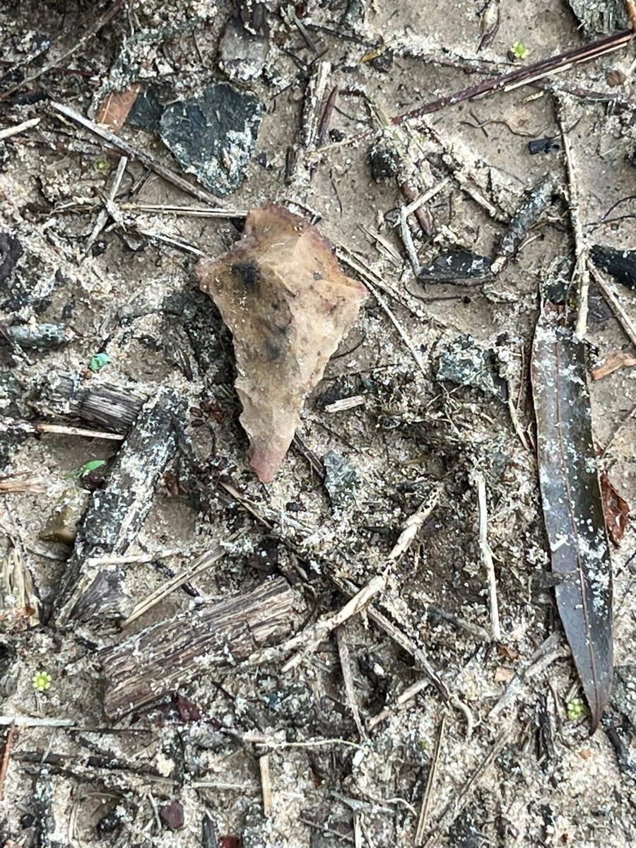 Timber Man tweet media