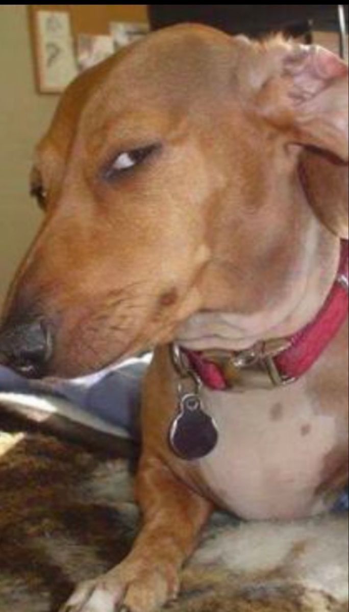 Caah ⊙⊝⊜ 🪭 HAHAHAHAHA HOOLIGAN tweet media