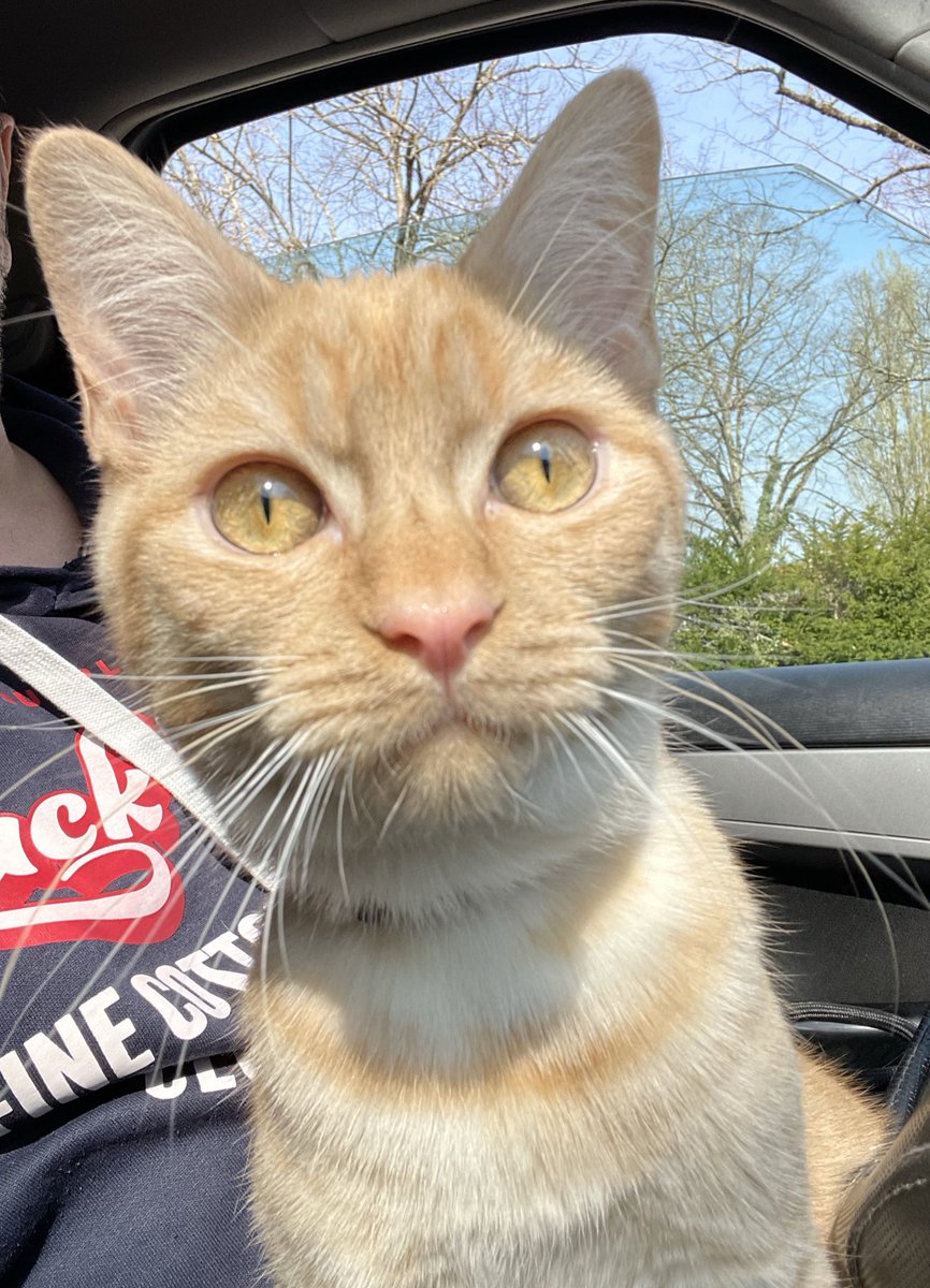 ⭐ DAVID ⭐ tweet media