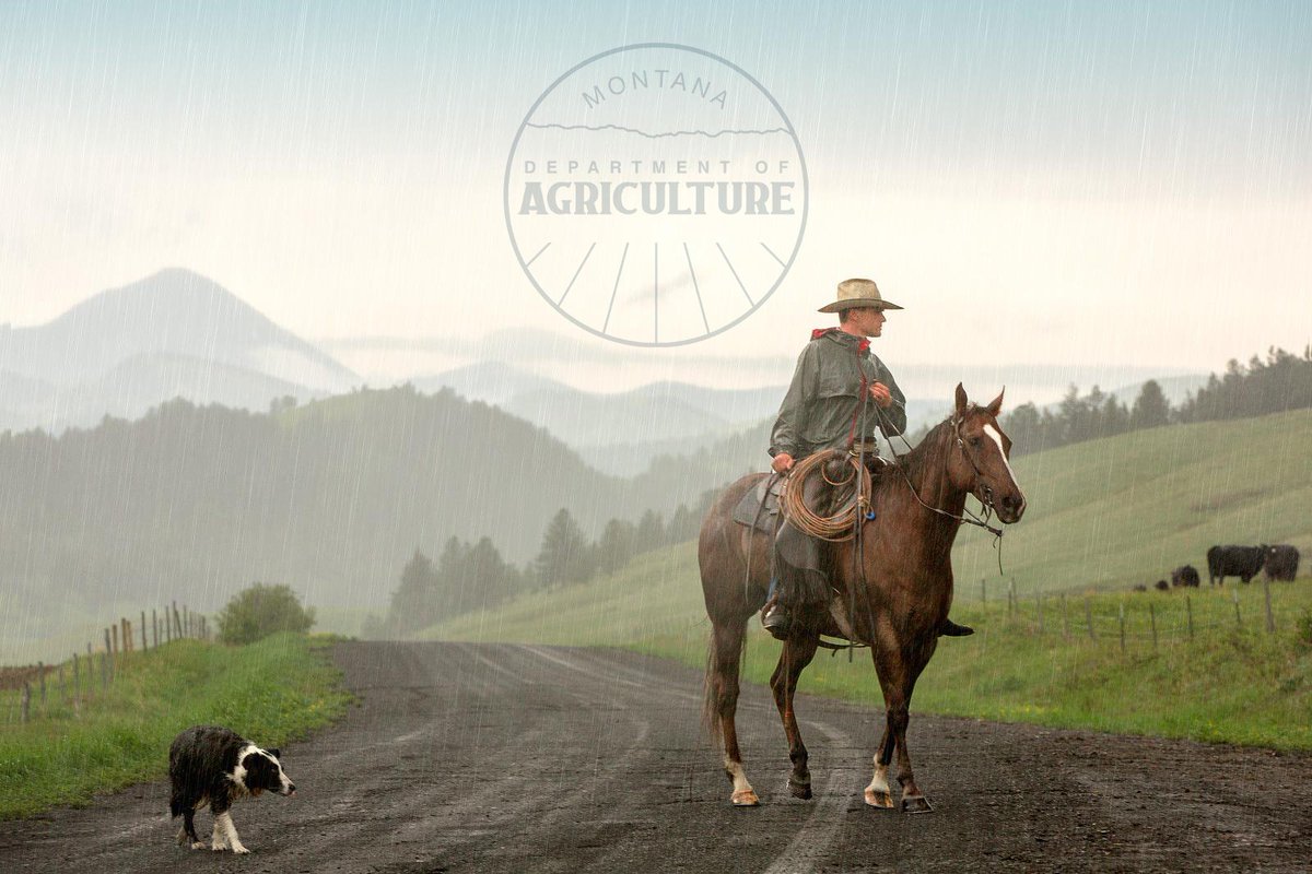 MTAgriculture's tweet photo. Happy National Ag Day!
Today we recognize the dedication of farmers, ranchers, and producers who provide the food and resources that feed our communities, drive our economy, and sustains the rural vitality that is the backbone of our state.
#MTAg #MTAgriculture #AgDay https://t.co/O1cQswEpco