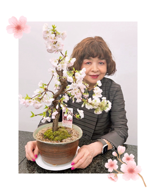clubwillbe's tweet photo. キャンディッドのアルバイター、フユミです。
今年も「ふくしまサクラモリプロジェクト」の桜が咲きました🌸オフイスにもやわらかな春が訪れました✨
#ふくしまサクラモリプロジェクト https://t.co/GOOJnTD4qb
