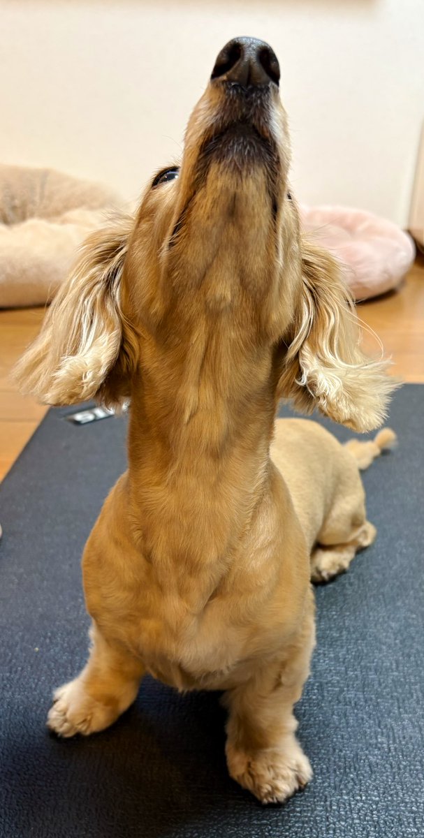 Sally papa tweet media