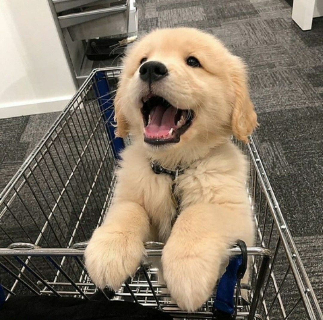 도롱이 tweet media