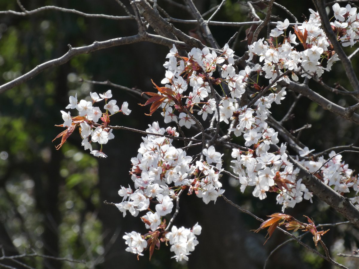 山下陽介 tweet media