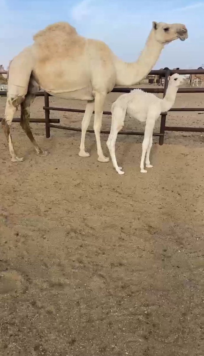 عساس الحدود tweet media