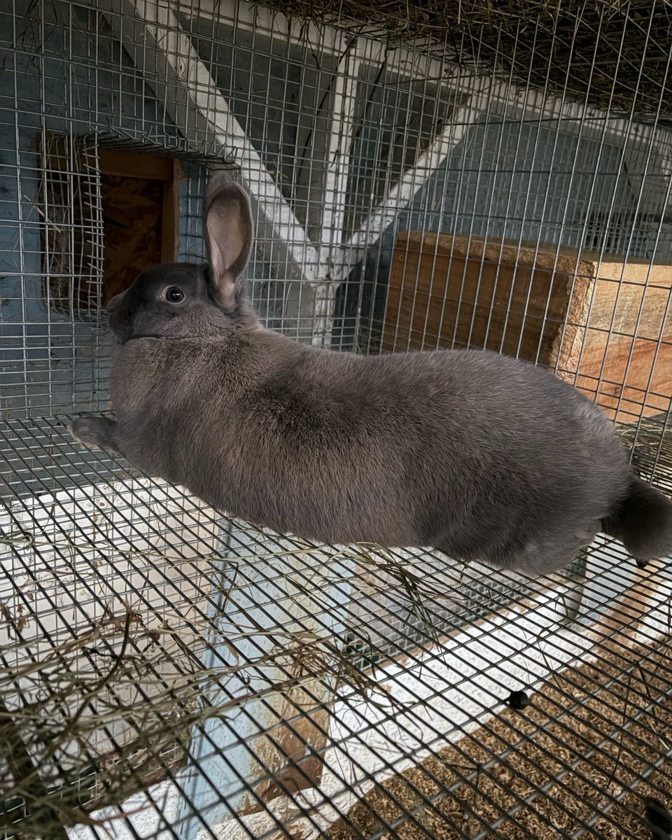 Below The Bramble tweet media