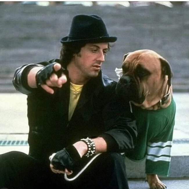 Cultination1's tweet photo. 🇺🇸🐕💸 Sylvester Stallone était SI PAUVRE qu'il a VENDU SON CHIEN pour 40 $ pour son FILM… puis l’a racheté pour 15 000 $ après son succès.

Dans les années 70, Sylvester Stallone traverse une période extrêmement DIFFICILE. Ruiné, il vit dans un petit appartement à New York et dort parfois dans une gare. Malgré tout, il écrit le scénario de Rocky, mais REFUSE catégoriquement de céder le rôle principal à un autre acteur, quitte à rester dans la misère.

À bout de ressources, il prend une décision déchirante : VENDRE son chien Butkus, qu’il adore, pour seulement 40 DOLLARS. Il n’a tout simplement plus les moyens de le nourrir. Quelques semaines plus tard, tout bascule : United Artists ACCEPTE enfin de produire Rocky. Il reçoit alors un premier cachet de 35 000 dollars.

La première chose qu’il fait avec cet argent est de retourner RÉCUPÉRER son chien. Le nouveau propriétaire REFUSE d’abord… mais Stallone insiste et finit par payer 15 000 DOLLARS pour le racheter. Stallone a ensuite fait jouer Butkus dans le film Rocky.
(IMDb)
