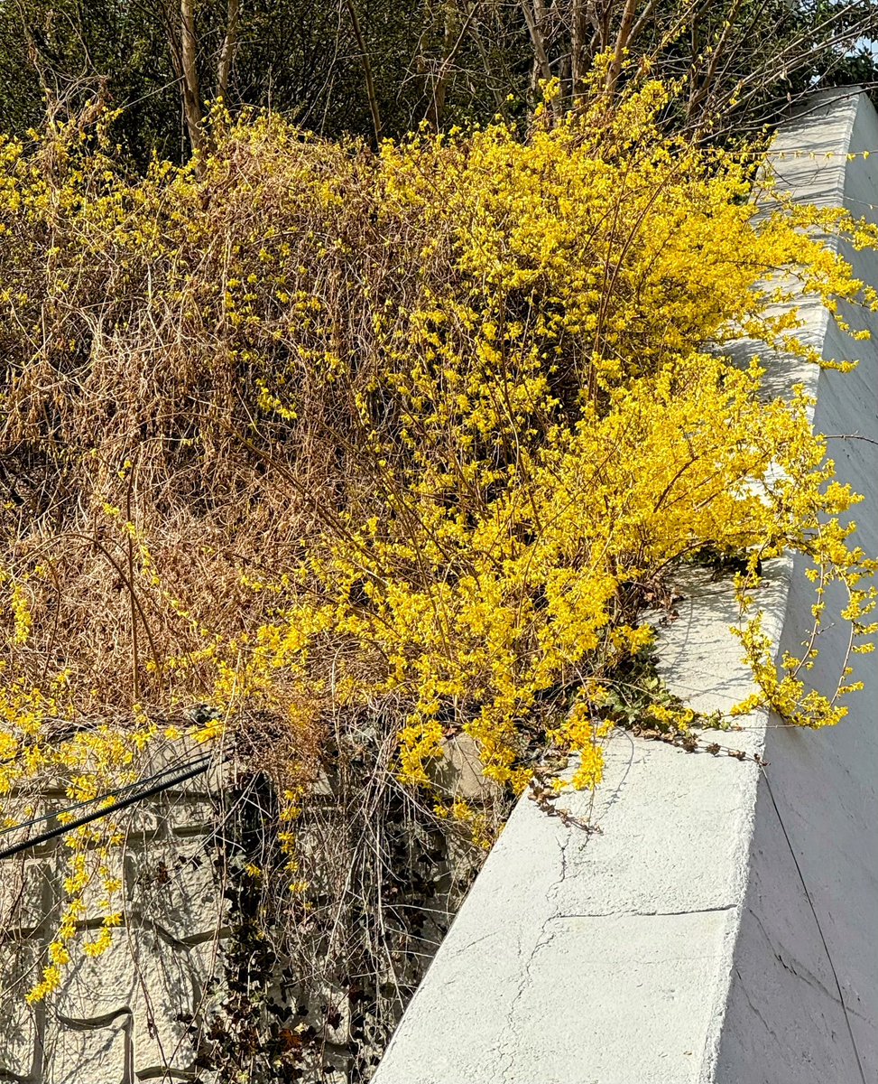 바이오매니아 tweet media