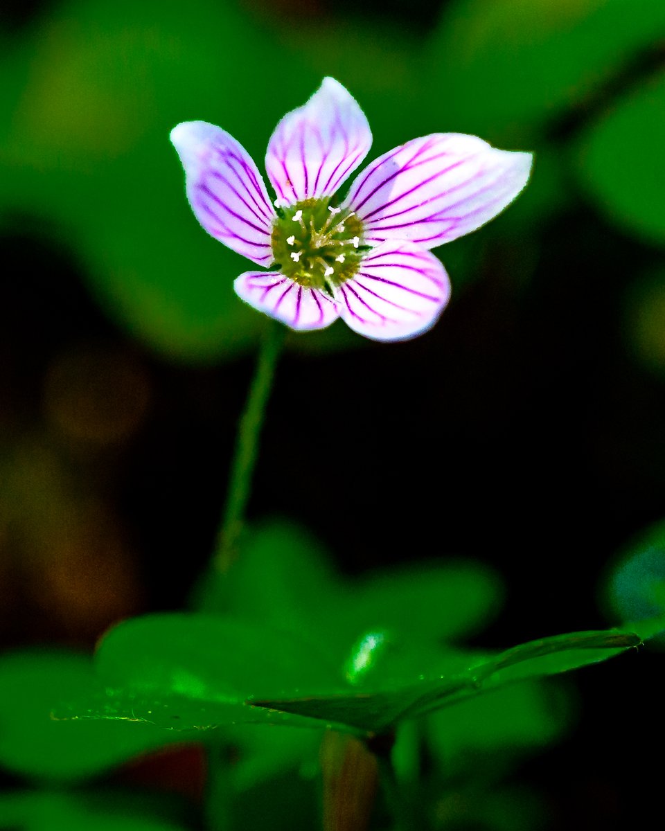 Don Risi Photography tweet media