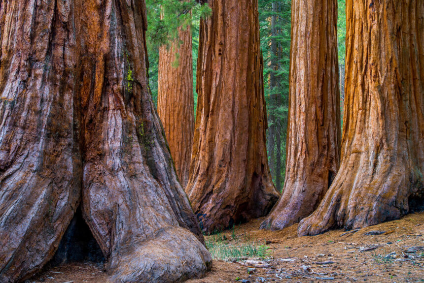 ACCAction's tweet photo. Giant sequoias were once considered indestructible.

But decades of mismanagement have led to dangerous fuel buildup, causing unnaturally intense wildfires.

Now, Congress is stepping in. The House just passed the SOS Act to save these iconic trees 🧵 https://t.co/PXa06drauH