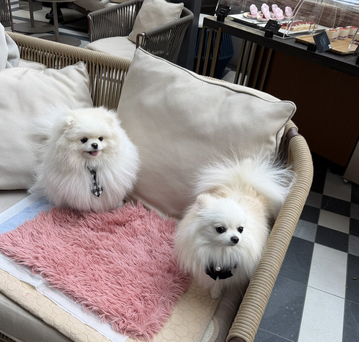 ポメラニアン ちょむ tweet media