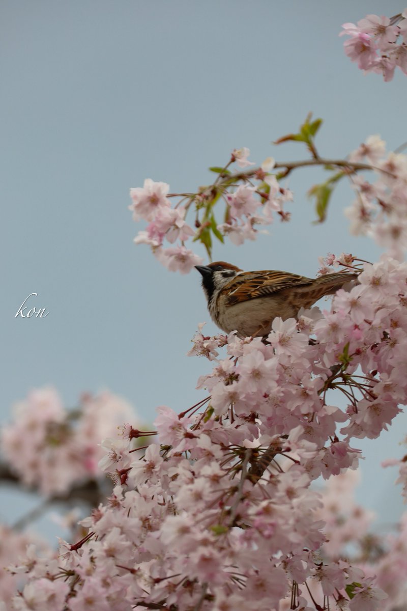 こん tweet media