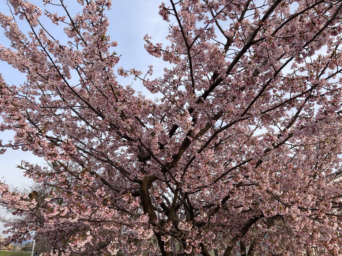 伊賀ちゃん@50代 京都を走る tweet media
