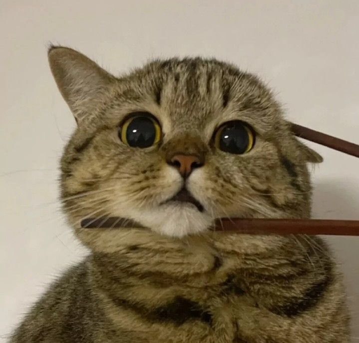 心月うさな@VTuber準備中 tweet media