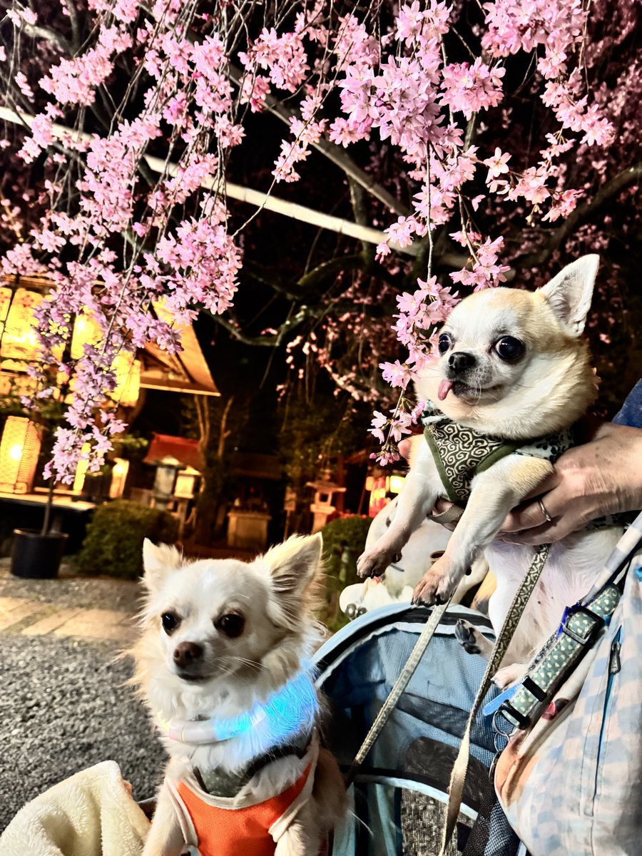 ムサシSURF3.28大阪5.4仙台5.23東京5.30大阪6.27東京7博多8大阪京都 tweet media