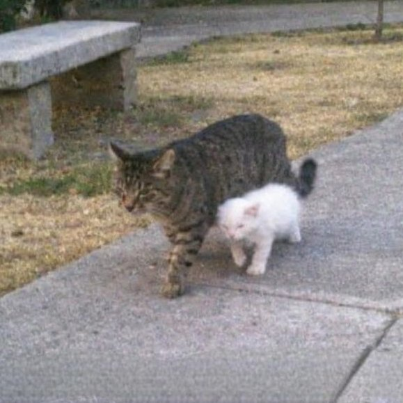 AcervoCharts's tweet photo. Capitán, um gatinho de rua, se tornou o guia de um filhote com deficiência visual. https://t.co/otiKM7PQuJ