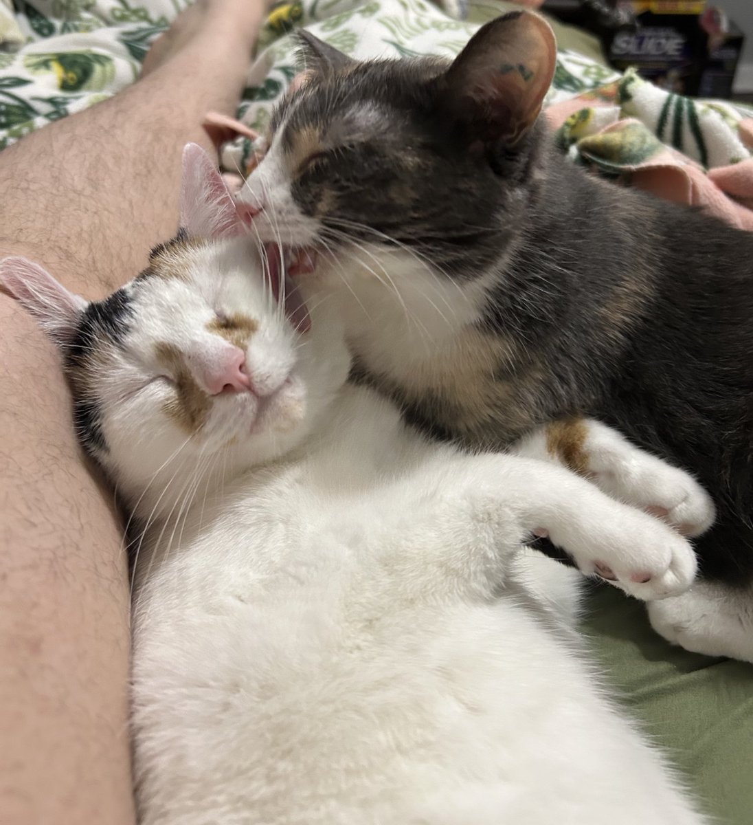 monkey & zoe ❤️ oreo 🌈 tweet media