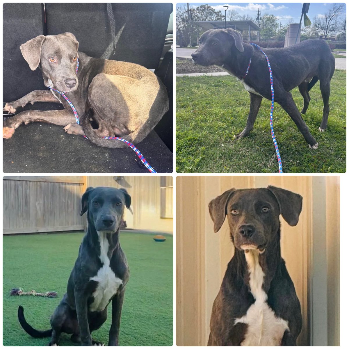 @PawsnTails4TX 🇺🇸🇺🇸🐾🐾 tweet media